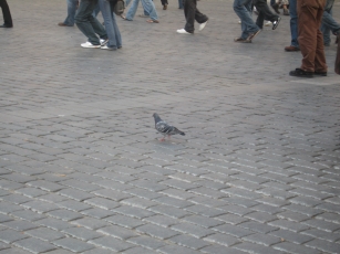 A pigeon in the square